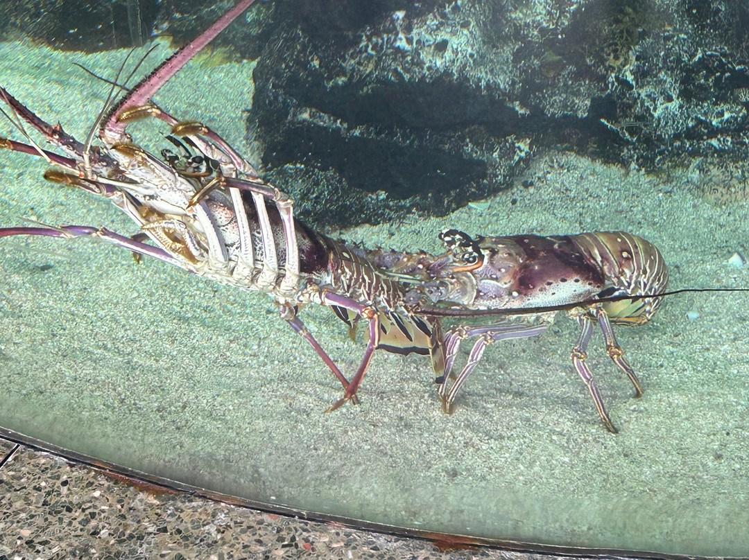South Carolina Aquarium-查尔斯顿必去景点