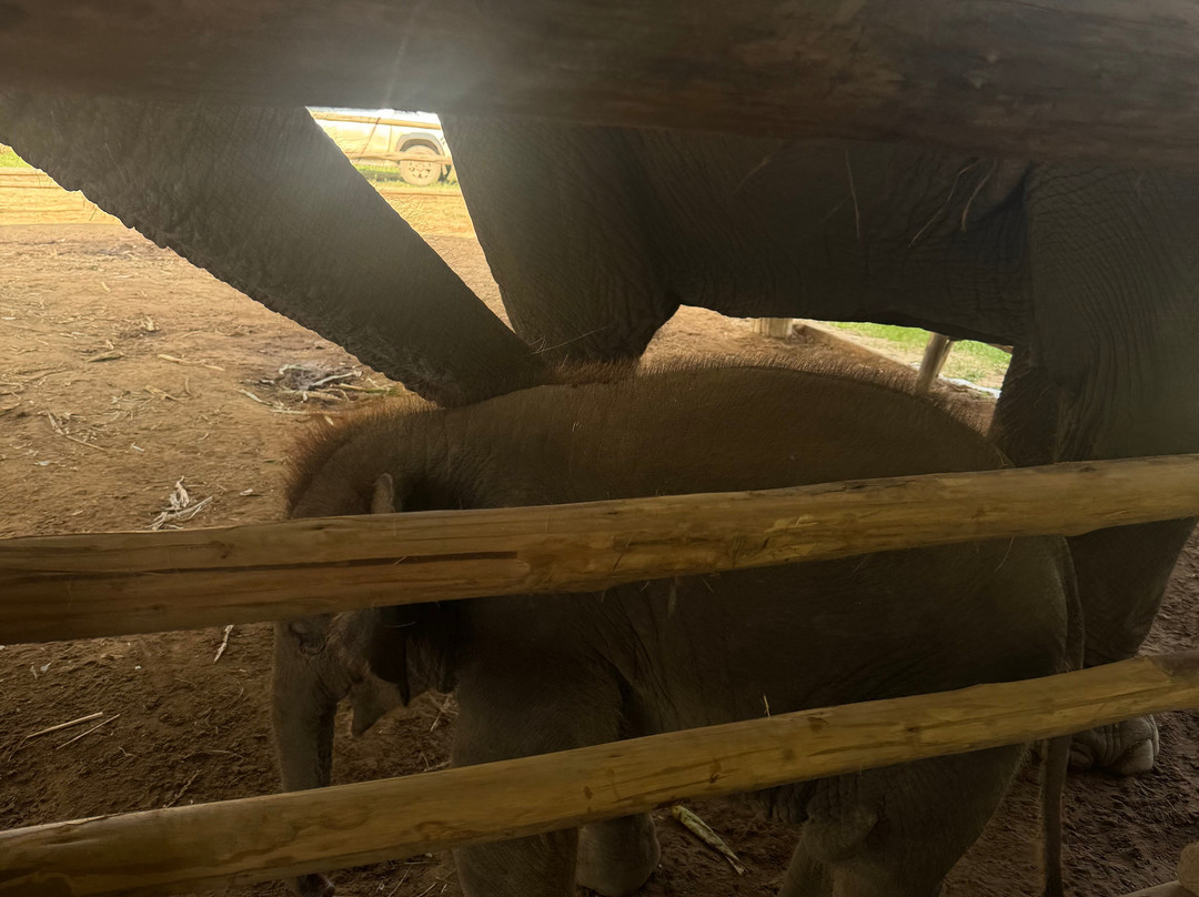 Pon Elephant Thailand-清迈必去景点