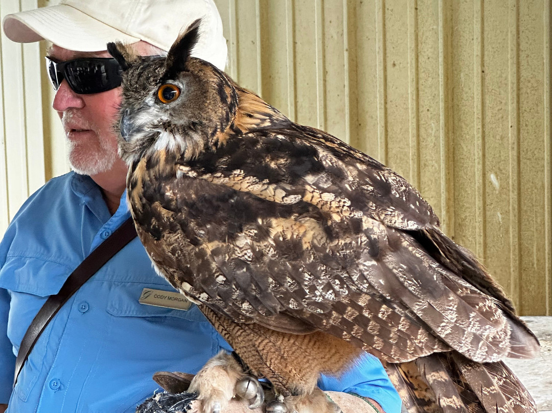 The Greenbrier Falconry-White Sulphur Springs必去景点