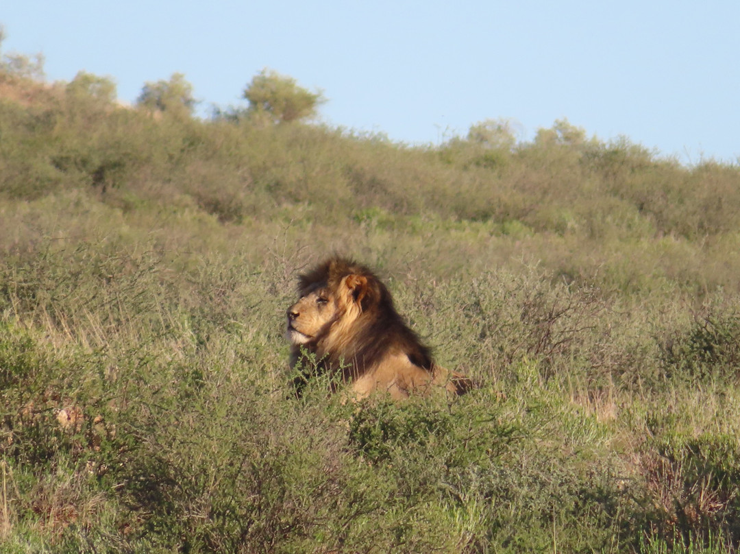 Kalahari Safaris - Desert Explorers-阿平顿必去景点