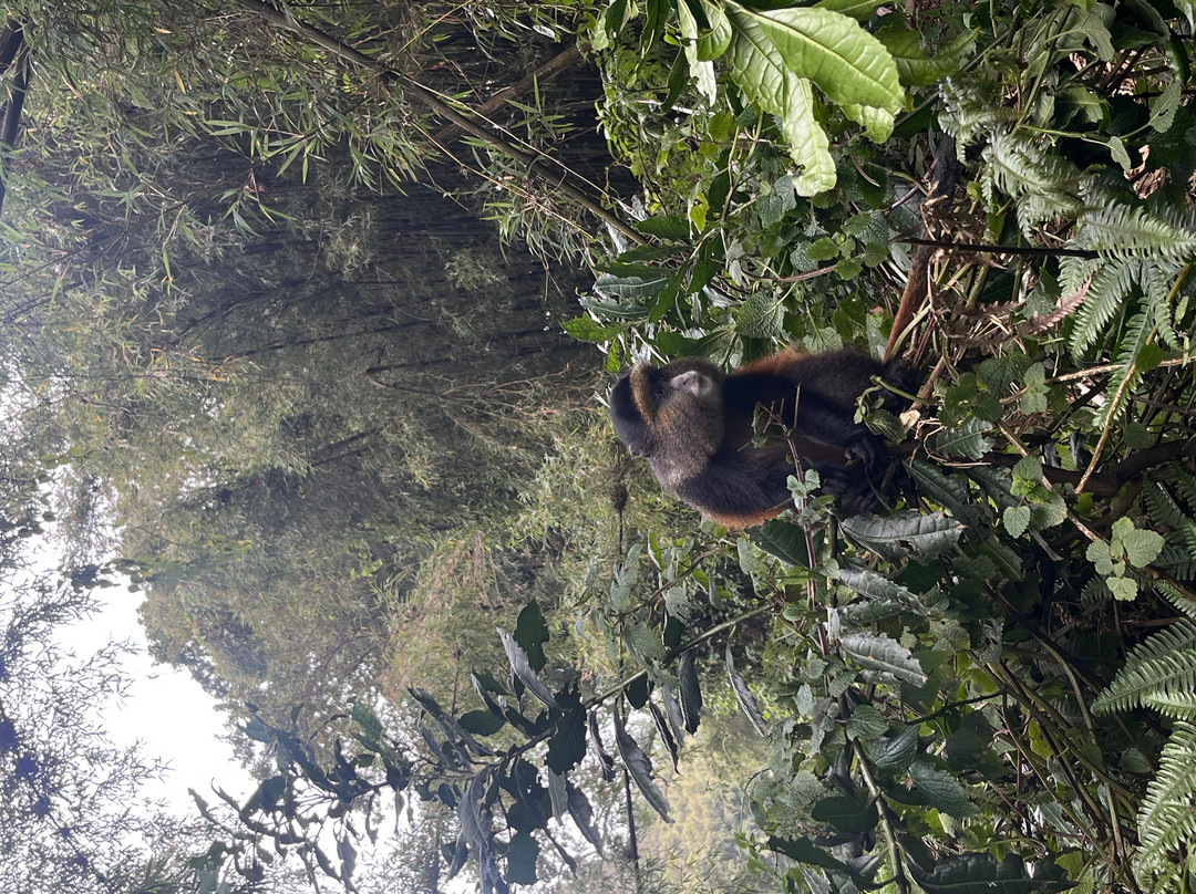 Mgahinga Gorilla National Park-Kisoro必去景点