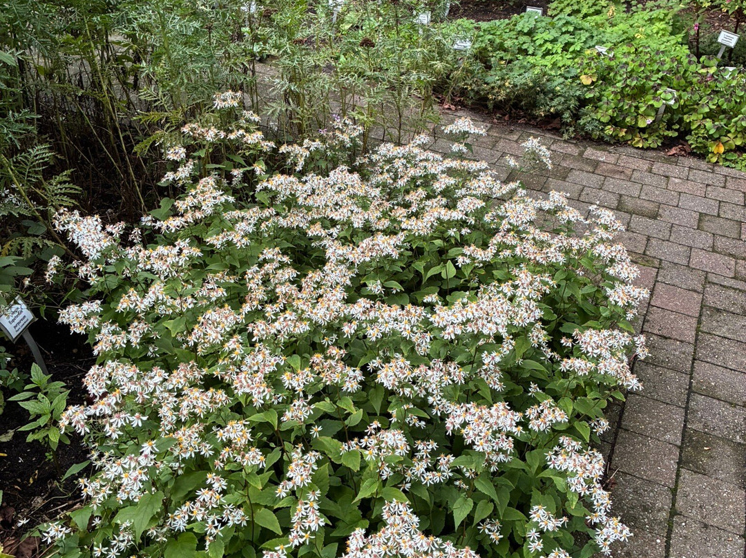 Botanische Tuin Dr. Costerus-Hilversum必去景点