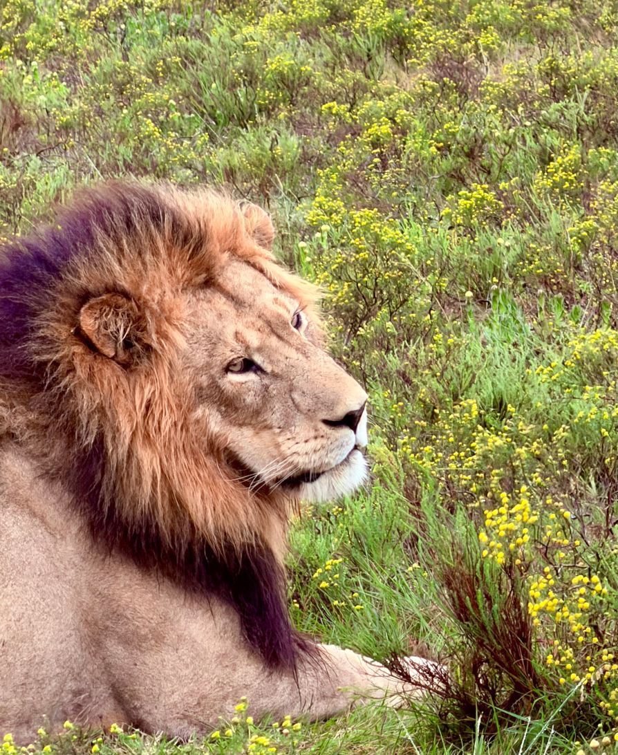 Lalibela Wildlife Reserve Mark's Camp Family Lodge-旅行者