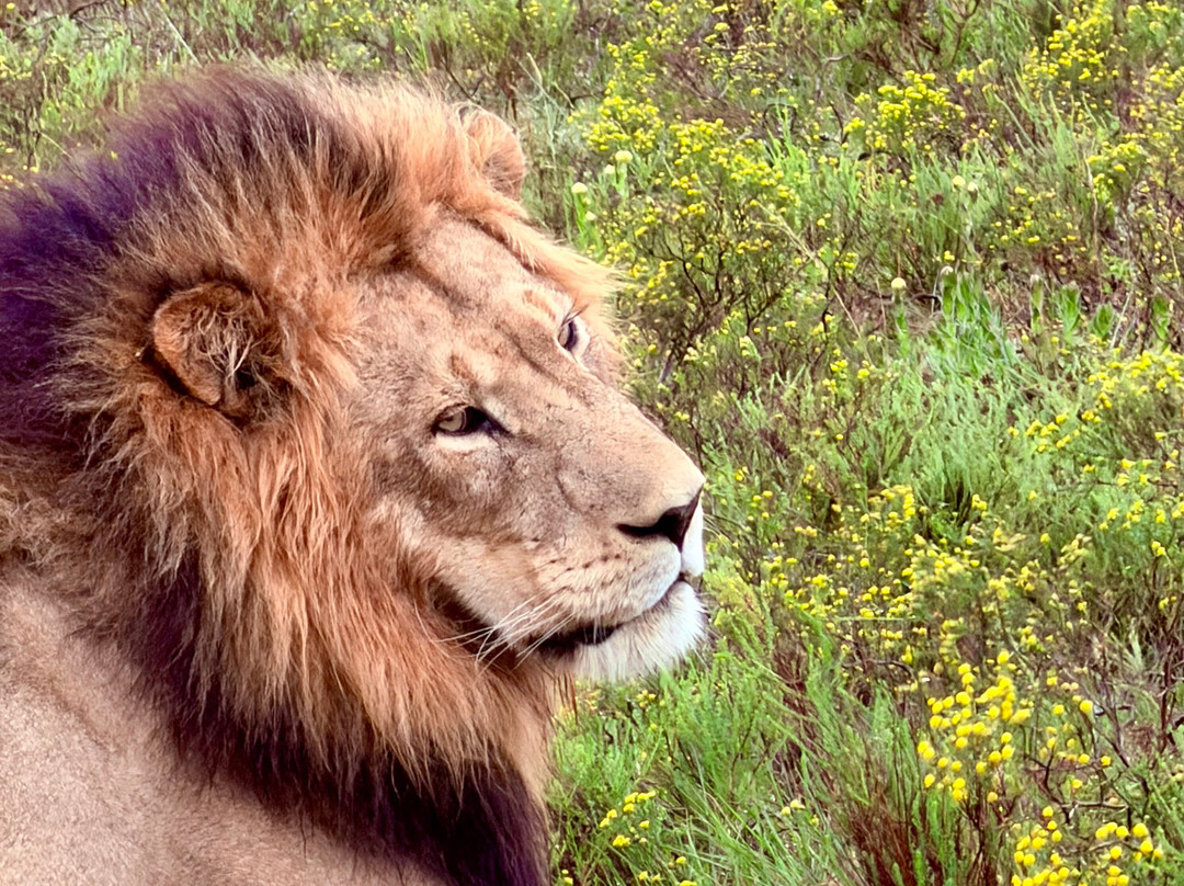 Lalibela Wildlife Reserve Mark's Camp Family Lodge主图
