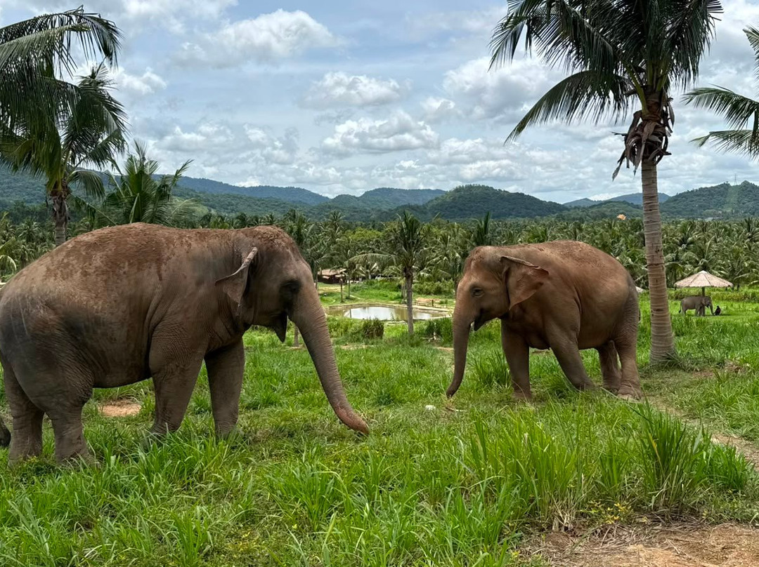 Living Green Elephant Sanctuary-清迈必去景点