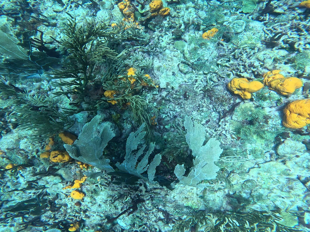 Aquanauts Grenada-True Blue必去景点