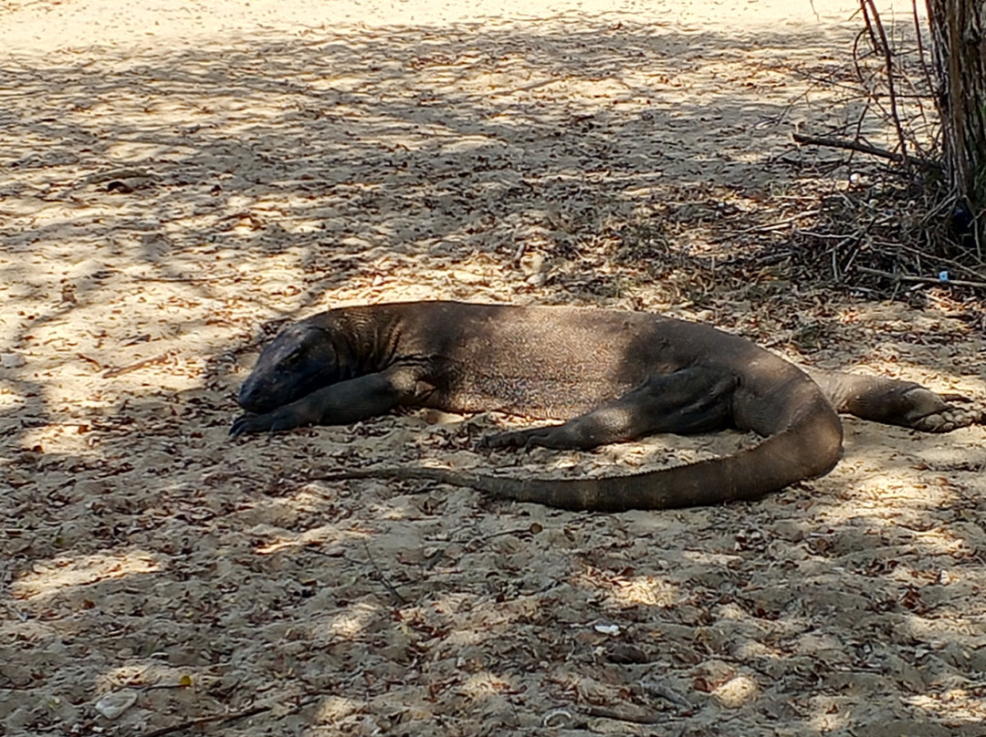 Komodo Island-科莫多国家公园必去景点