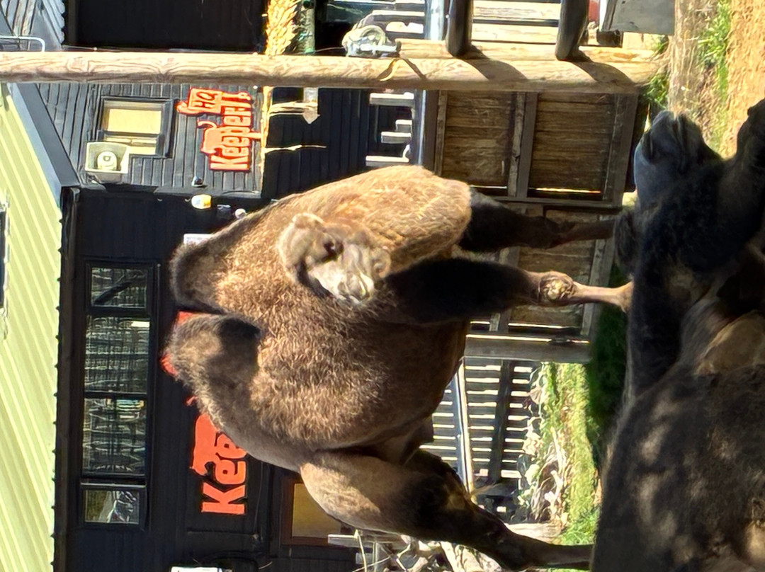 Hertfordshire Zoo-布罗克斯本必去景点