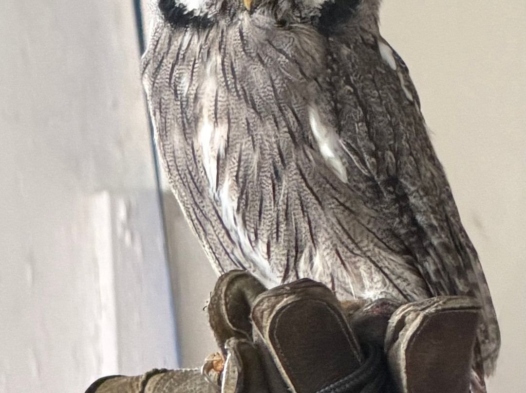 Falconry Experience Wales-Newtown必去景点