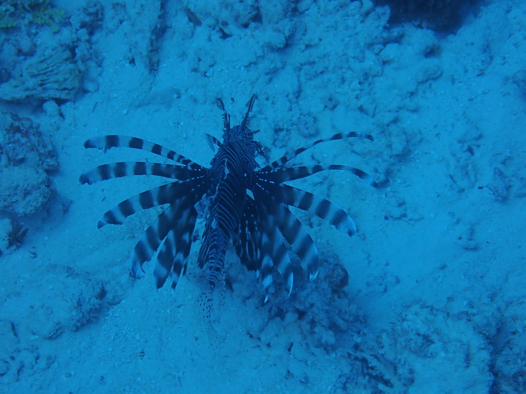 Euro-Divers LUX South Ari Atoll-南阿里环礁必去景点
