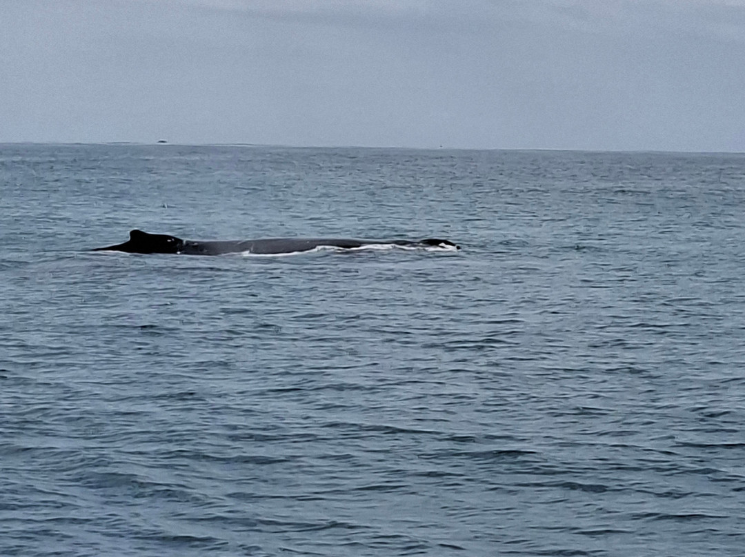 Whales Sunshine Coast-Buddina必去景点