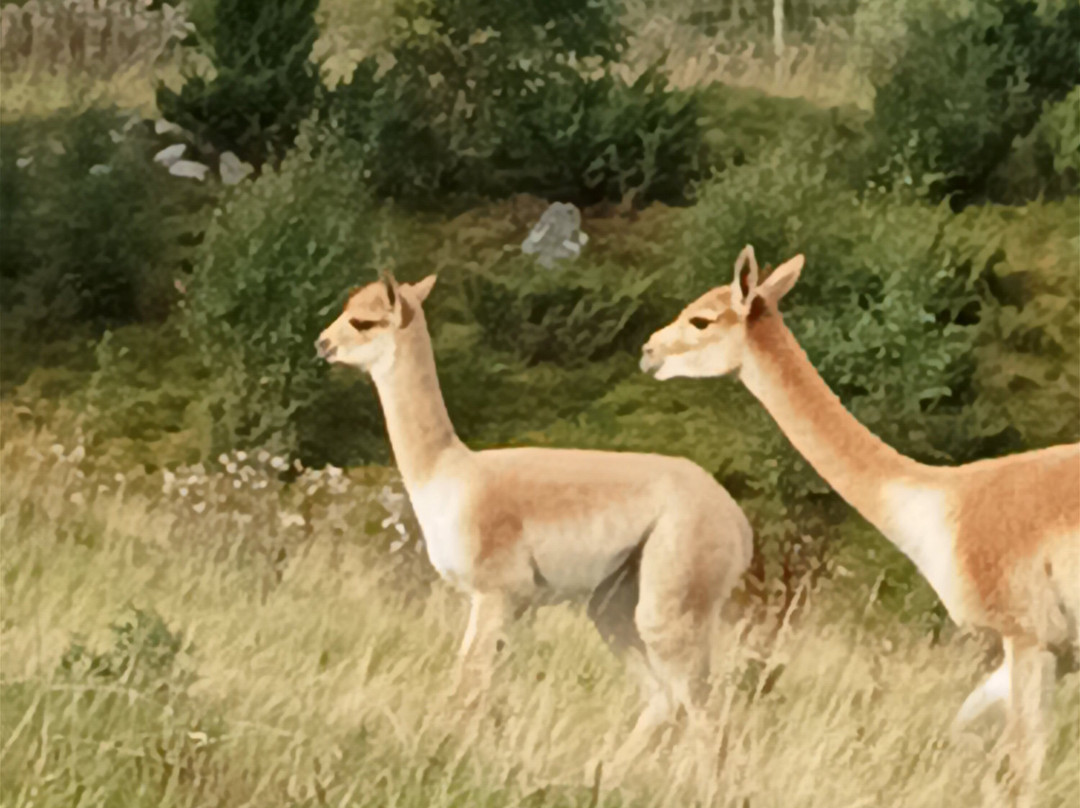 Highland Wildlife Park-Kincraig必去景点
