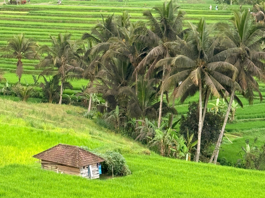 Best Ubud Driver-乌布必去景点
