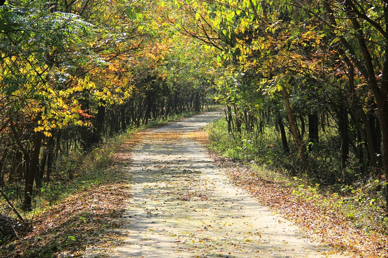 神山森林公园-全椒县必去景点