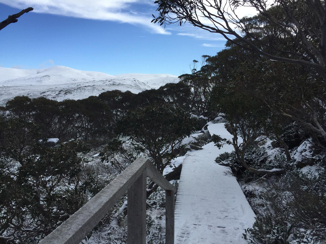 Snow Gums Boardwalk景点图片