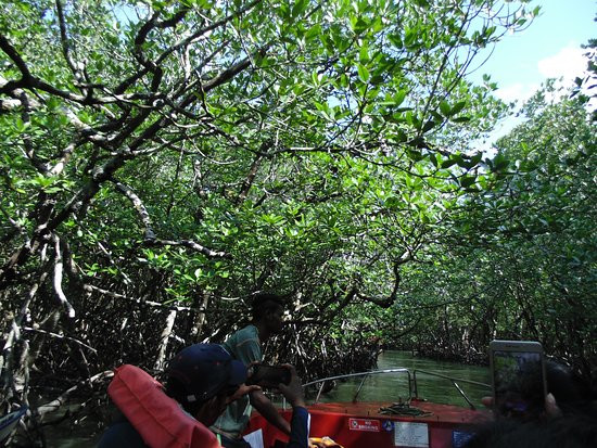 Limestone Cave Baratang景点图片