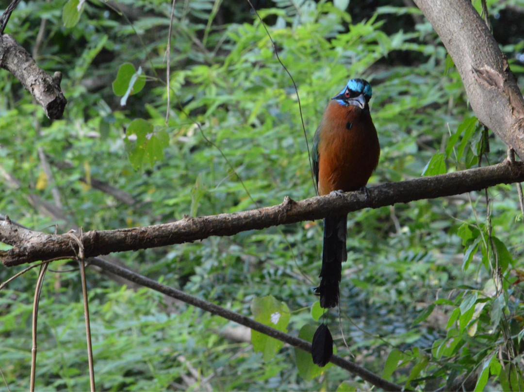 Grafton Caledonia Wildlife Sanctuary-多巴哥必去景点