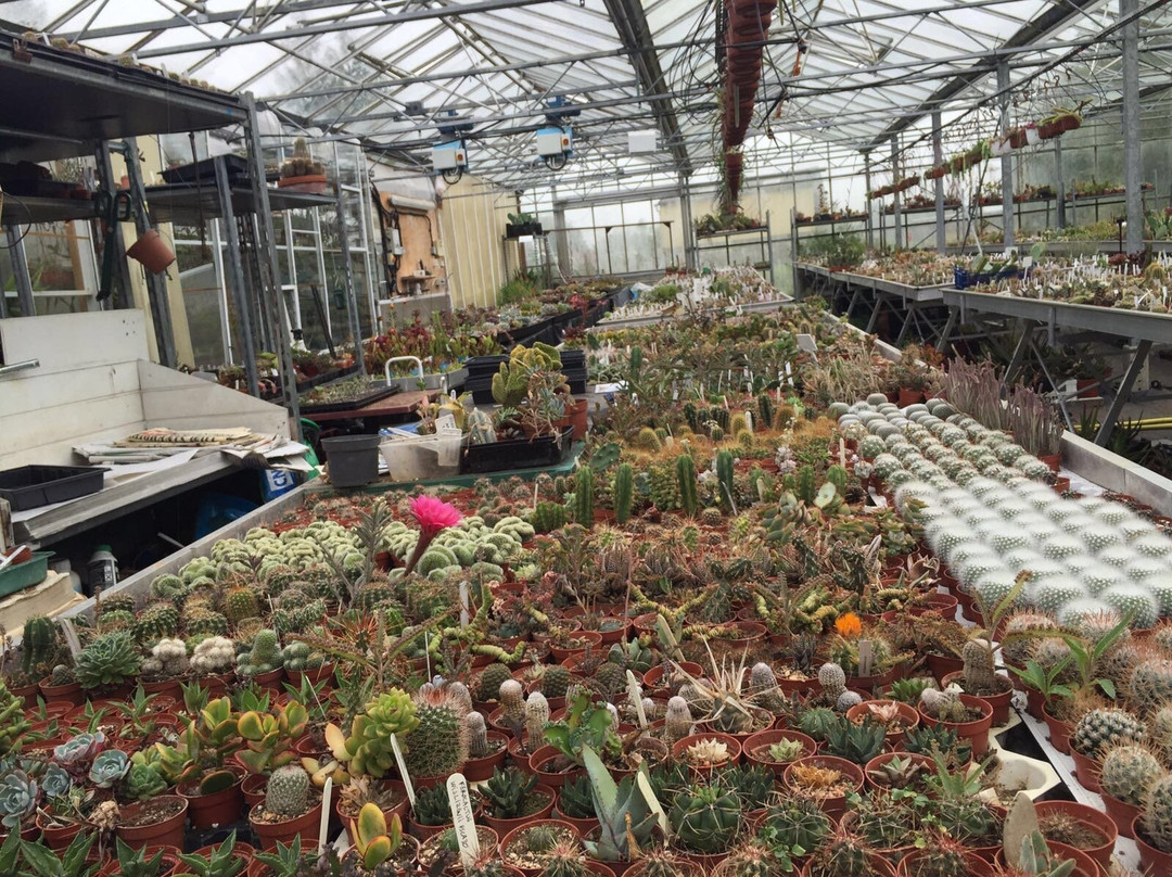 Winkleigh旅游景点-Cactus Shop