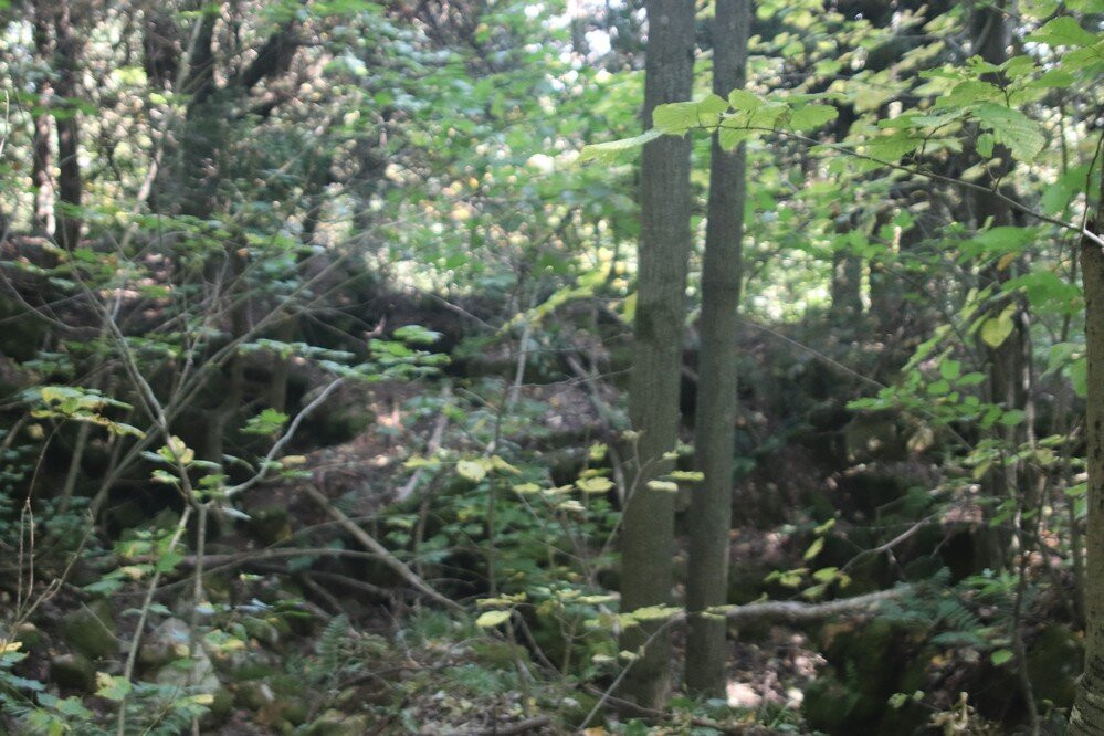 Nottawasaga Lookout Provincial Nature Reserve-Duntroon必去景点