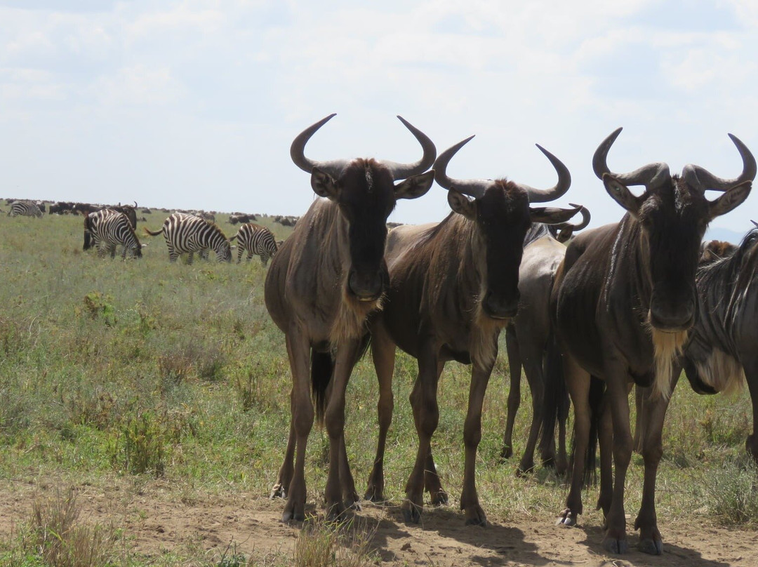 Kili Time Adventures