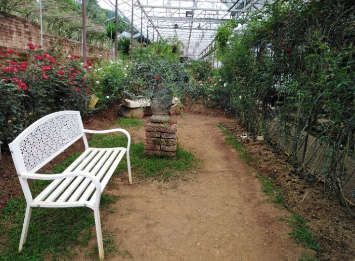 Houy Pak Pai Rose Garden-万磅必去景点