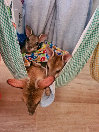 Kangaroo Haven景点图片