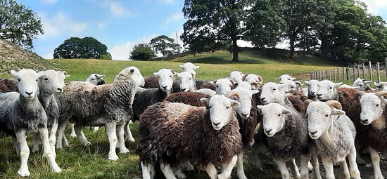 Lakeland Farm Visitor Centre景点图片