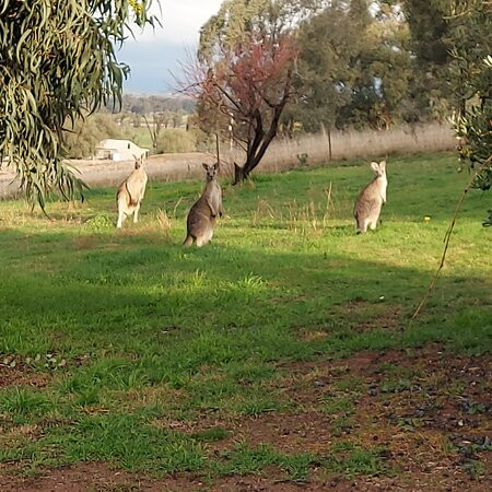 Gooramadda Olives-Gooramadda必去景点
