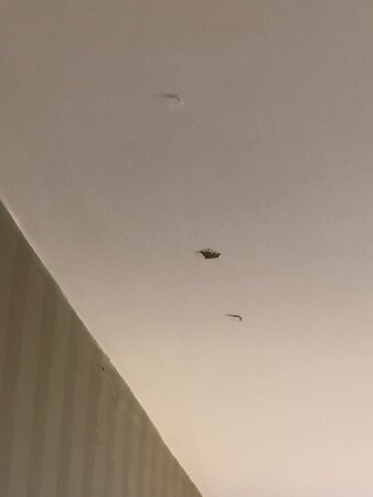 克里夫蒙特酒店主图