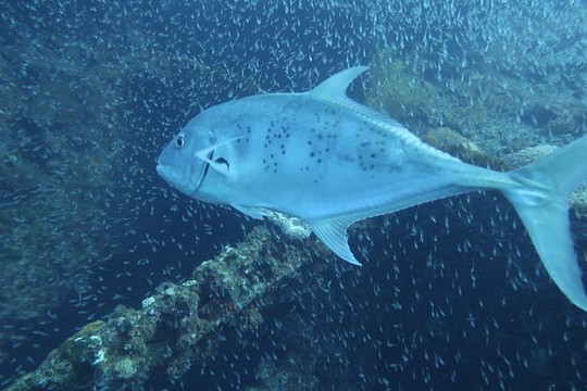 Yongala Dive-Ayr必去景点