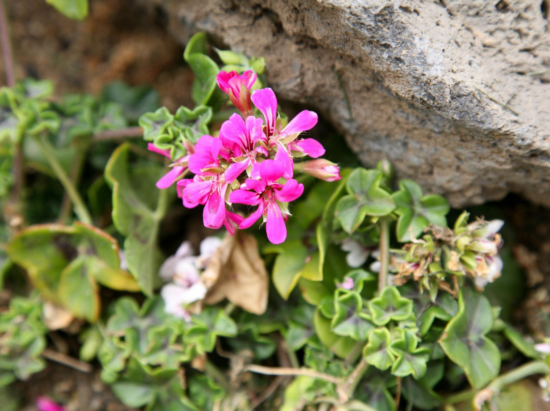 骊州郡旅游景点-Haeyeorim Botanical Garden