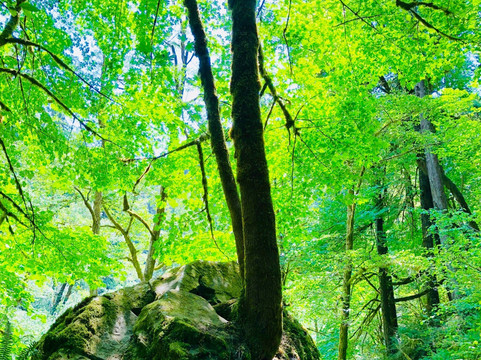 Allegany旅游攻略图片