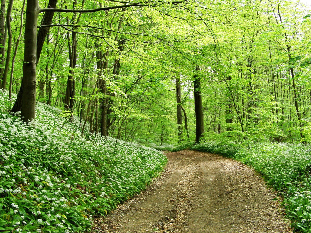 Recz旅游攻略图片