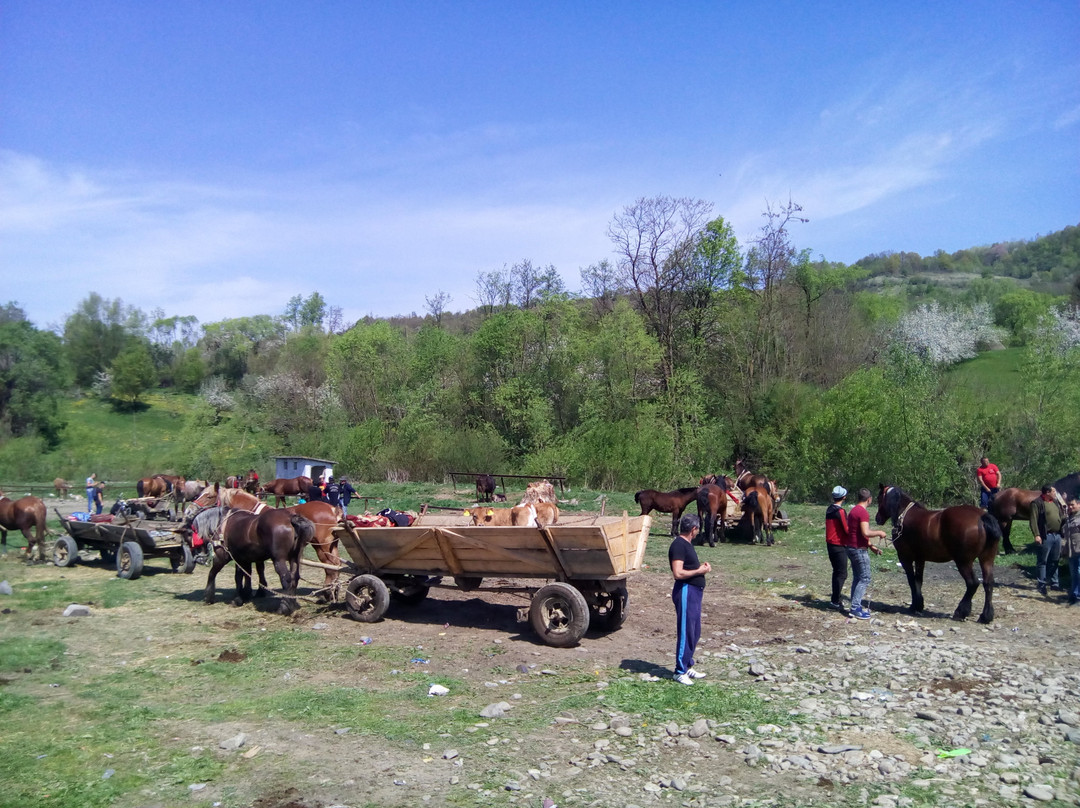 Dragomiresti旅游攻略图片