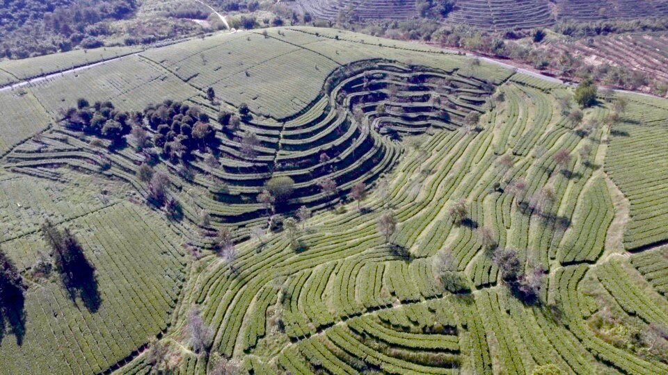 英德茶叶世界景点图片