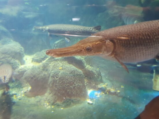 Nong Khai Aquarium景点图片