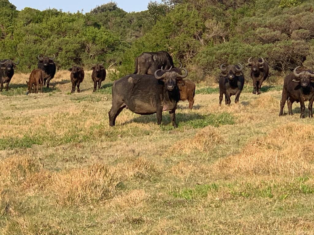 Fort D'Acre Reserve主图