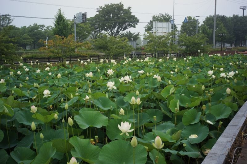 Hanyu City Mitagaya Agriculture Park (Cache Hanyu)