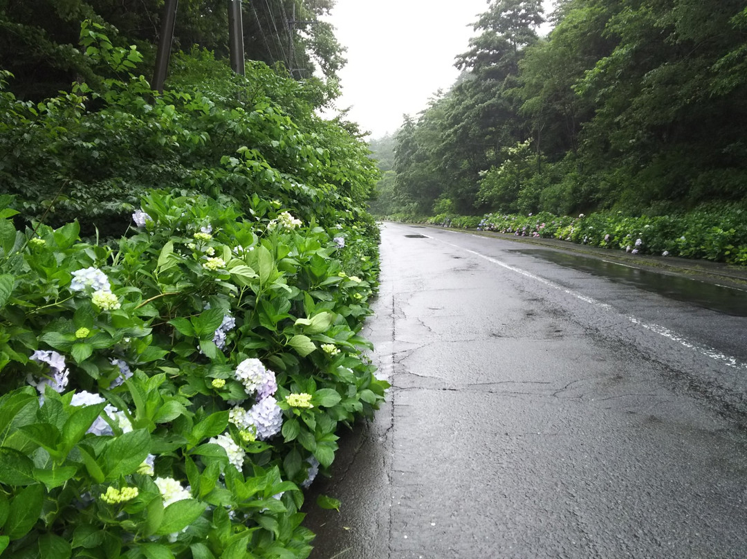 Ajisai Road景点图片