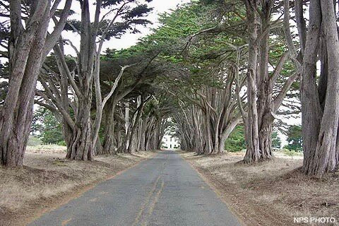 Cypress Tree Tunnel景点图片