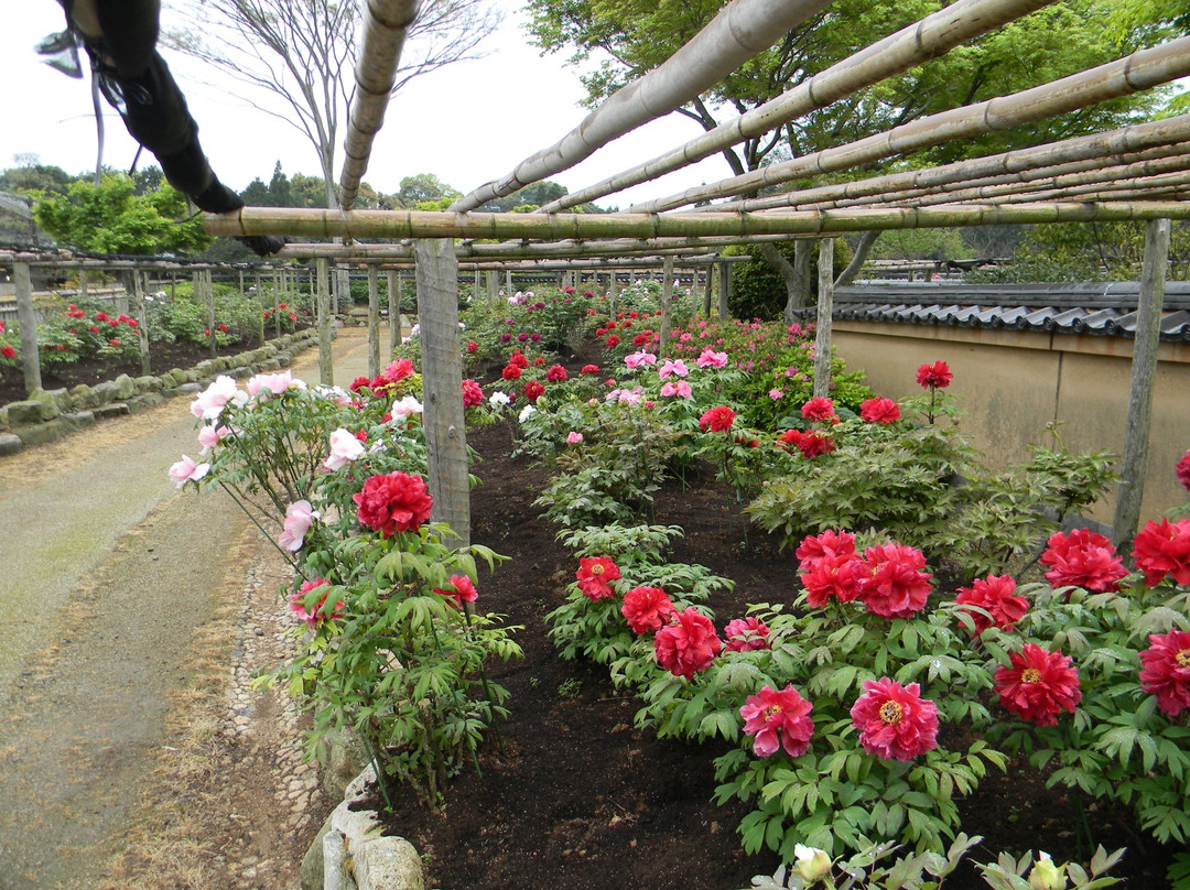 Peony and Green Hill Park-唐津市必去景点