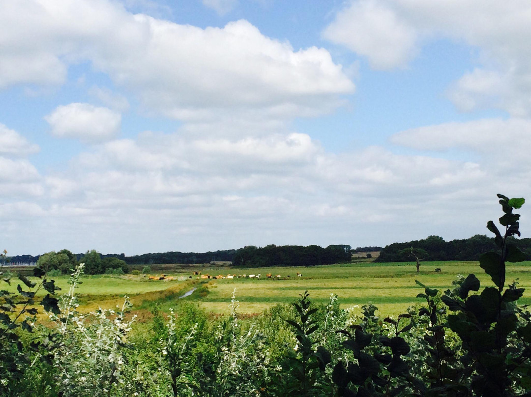 Falkenham旅游景点-Suffolk Wildlife Trust at Trimley Marshes