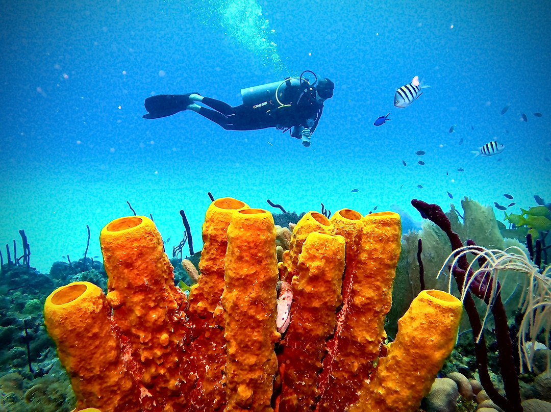 Diving Dominican Republic-Bayahibe必去景点