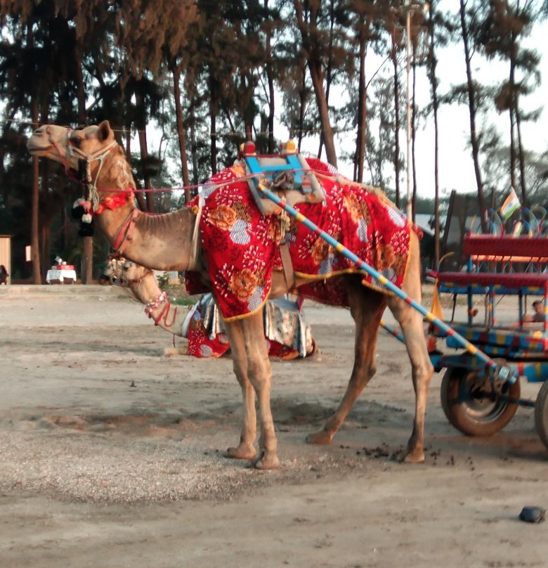 Bordi Beach-Bordi必去景点