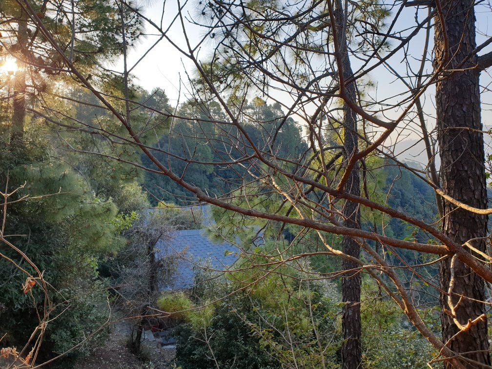 Suro Treehouse Resort主图