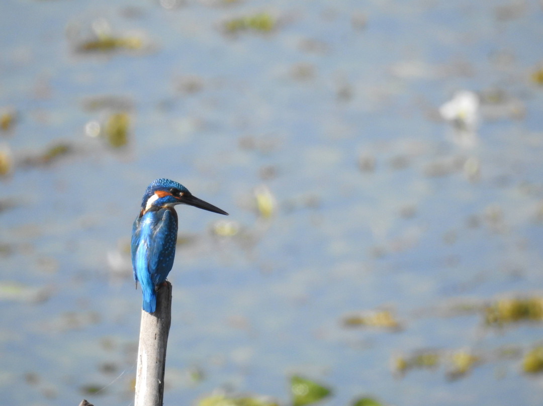 Nandur Madhyameshwar Bird Sanctuary景点图片
