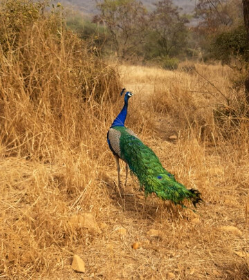 Amra Ka Bas酒店住宿-Neelkanth Forest Retreat