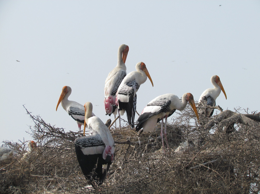Kolleru Bird Sanctuary景点图片