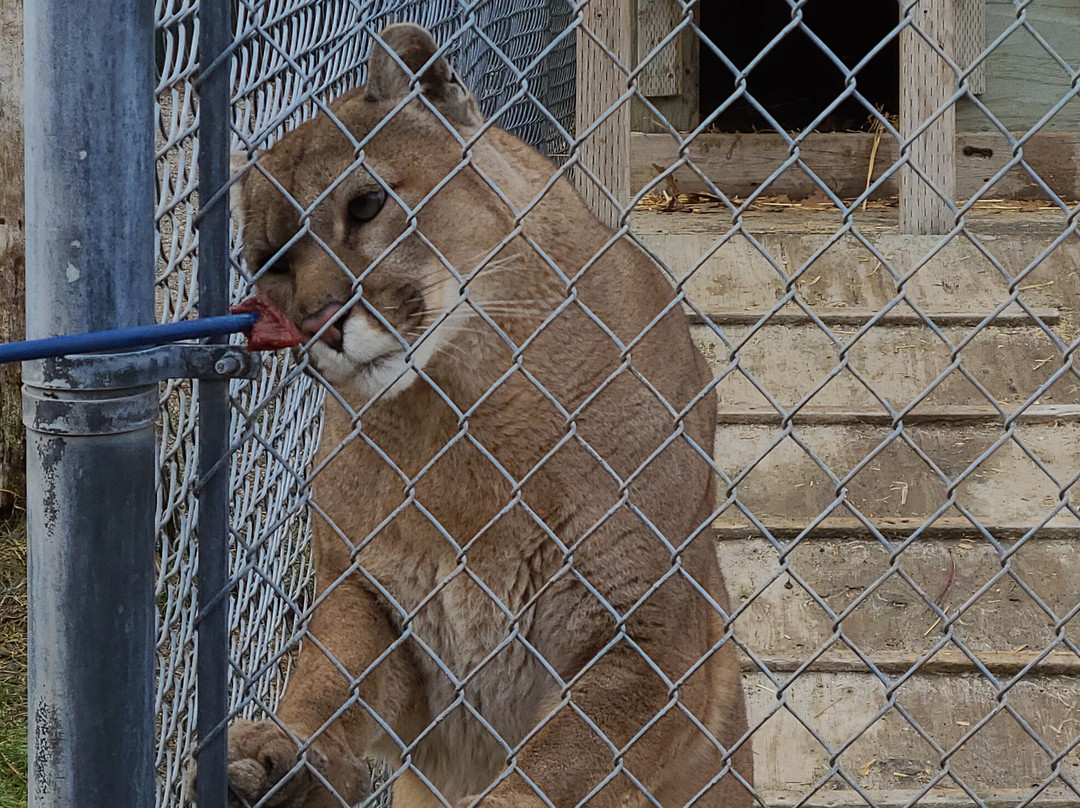 Cat Tales Wildlife Center景点图片