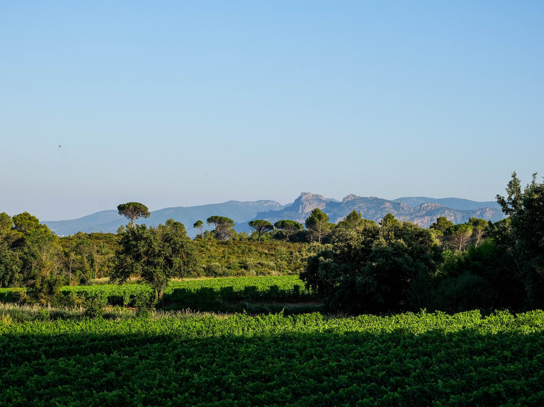 Domaine Du Jas d'Esclans景点图片
